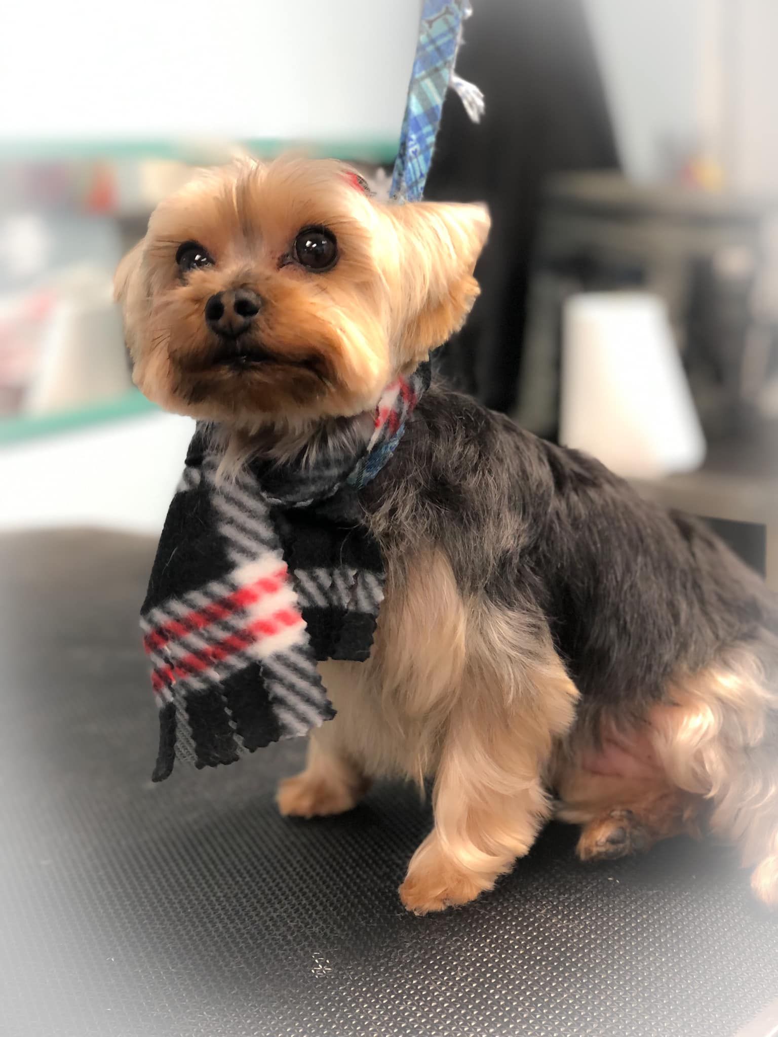 a small dog wearing a scarf is sitting on a table