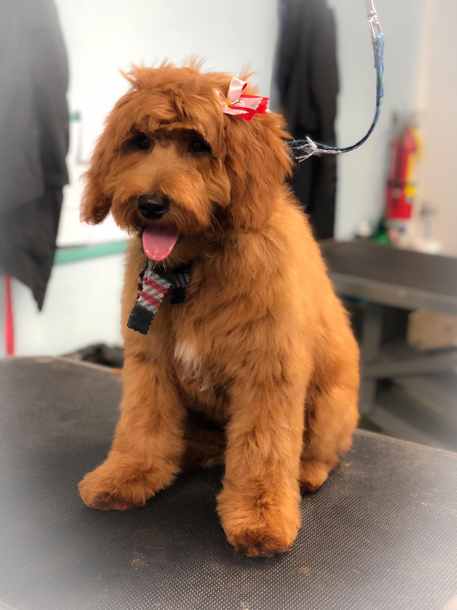 a small brown dog is sitting on a table with its tongue out