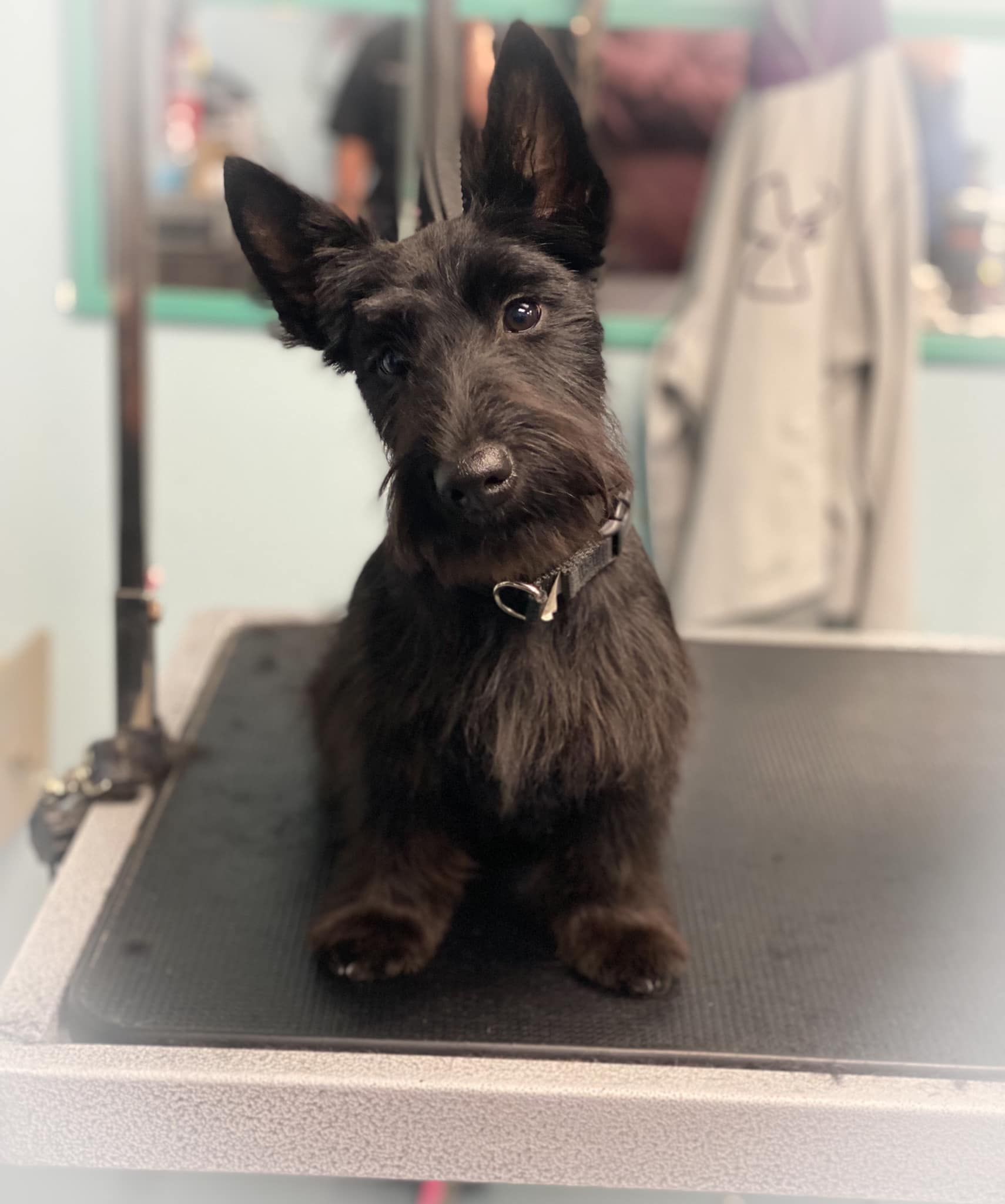 a small black dog is sitting on a table and looking at the camera