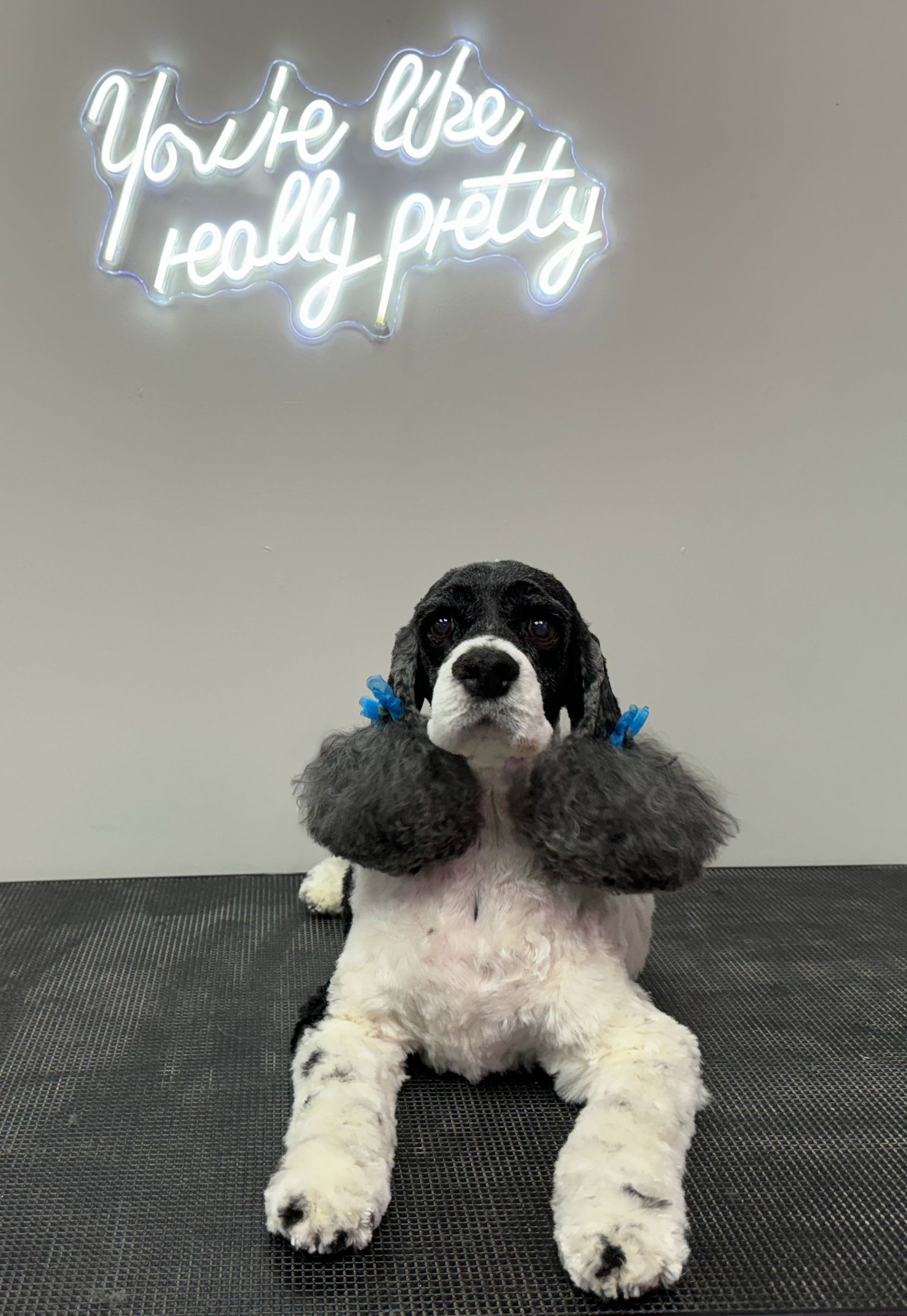 a black and white dog is laying on a table under a neon sign