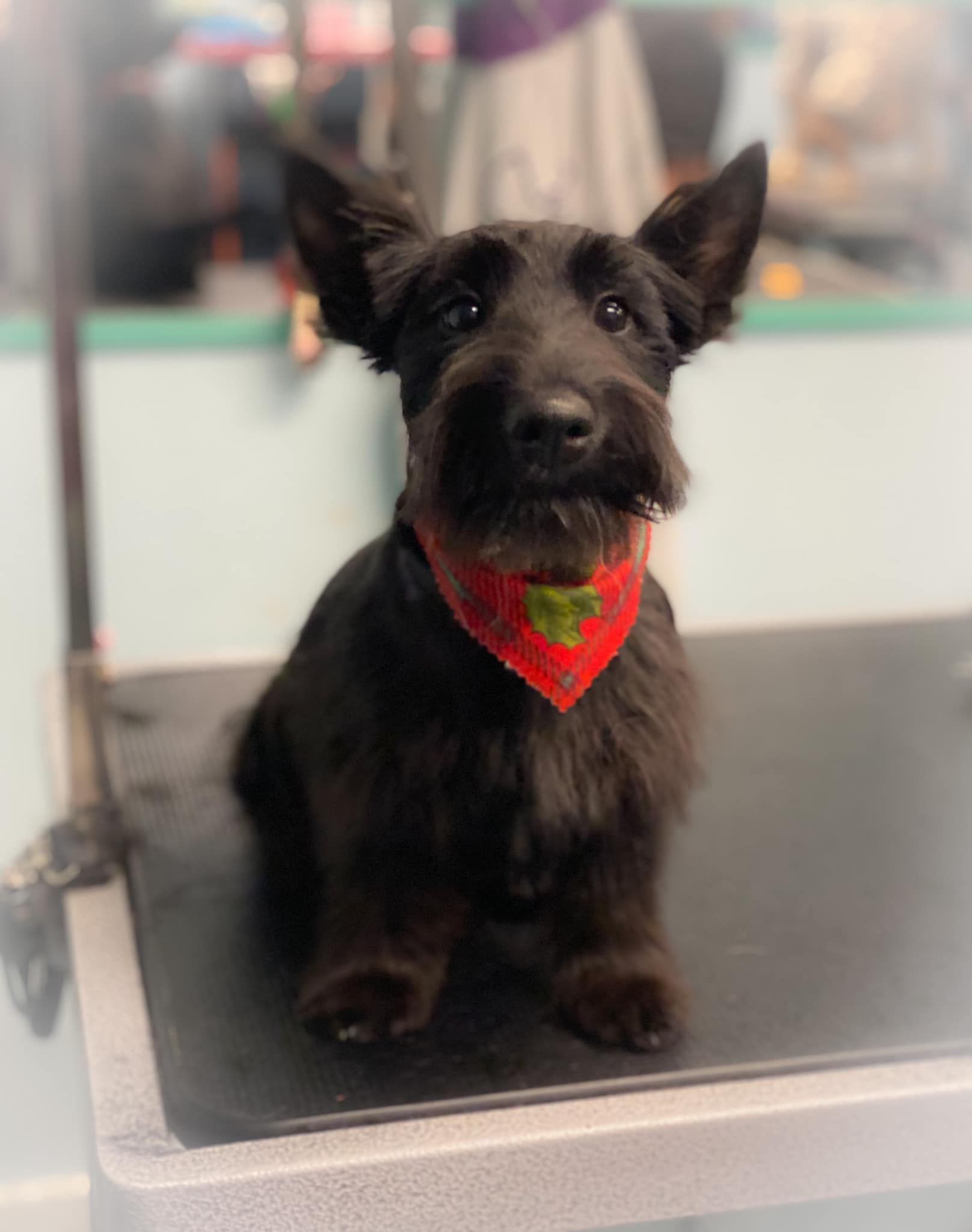 a black dog wearing a red bandana is sitting on a table