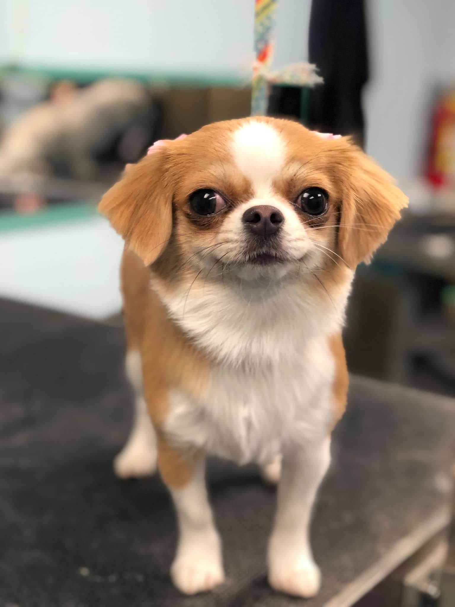 a small brown and white dog is standing on a table and looking at the camera