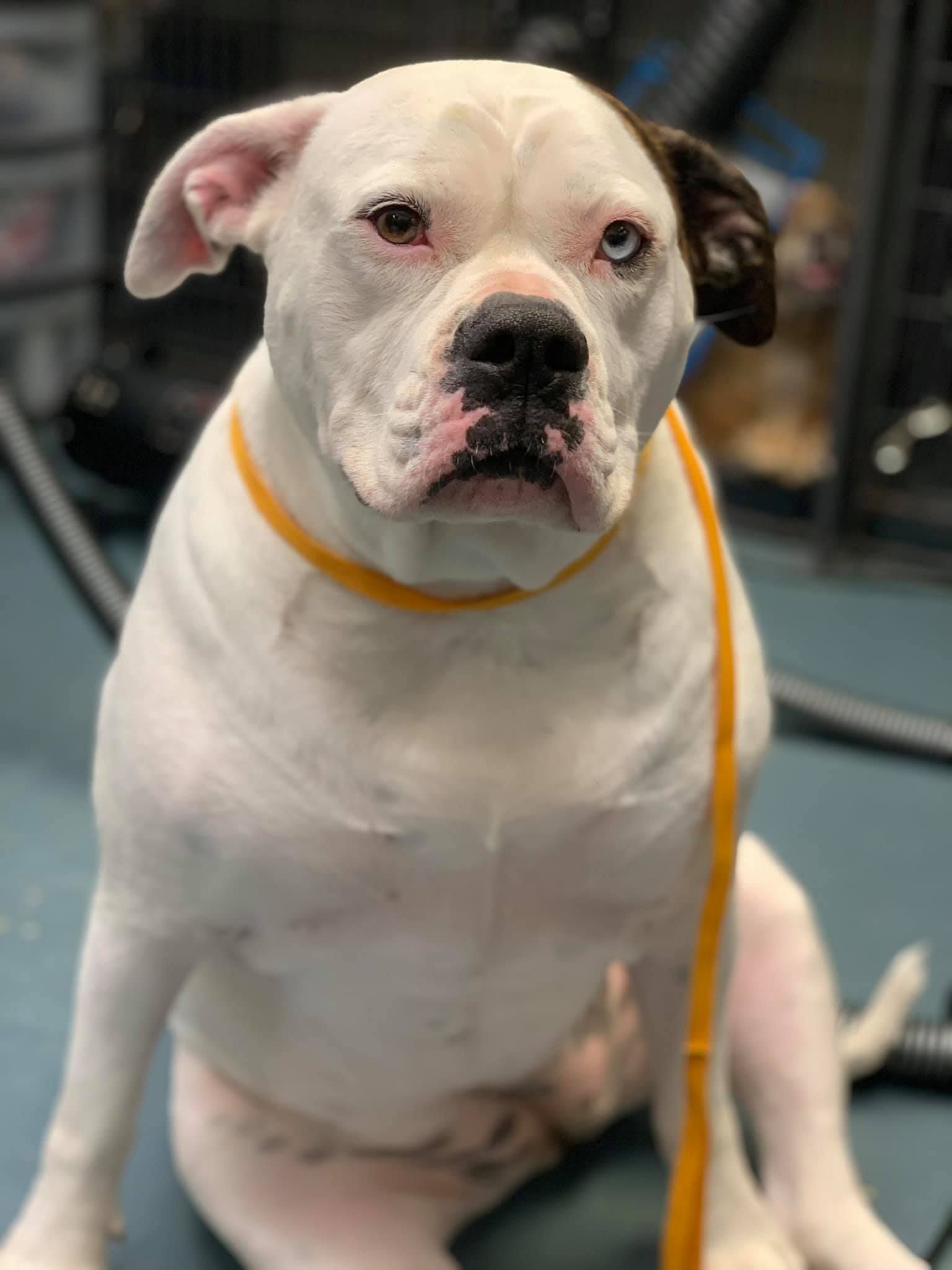 a white dog with a yellow leash is sitting on a table