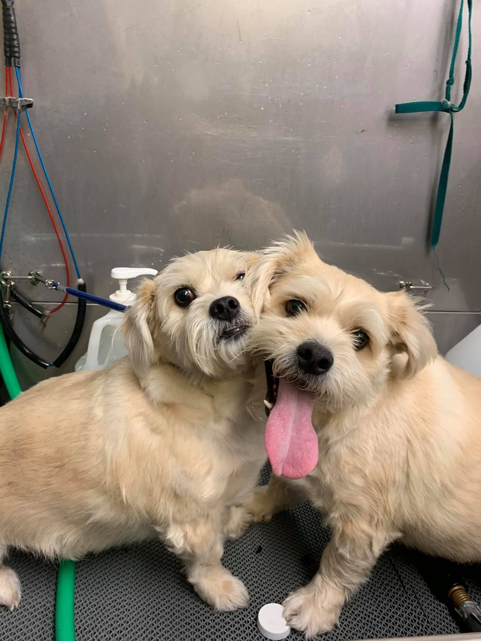 two small dogs are sitting next to each other on a mat