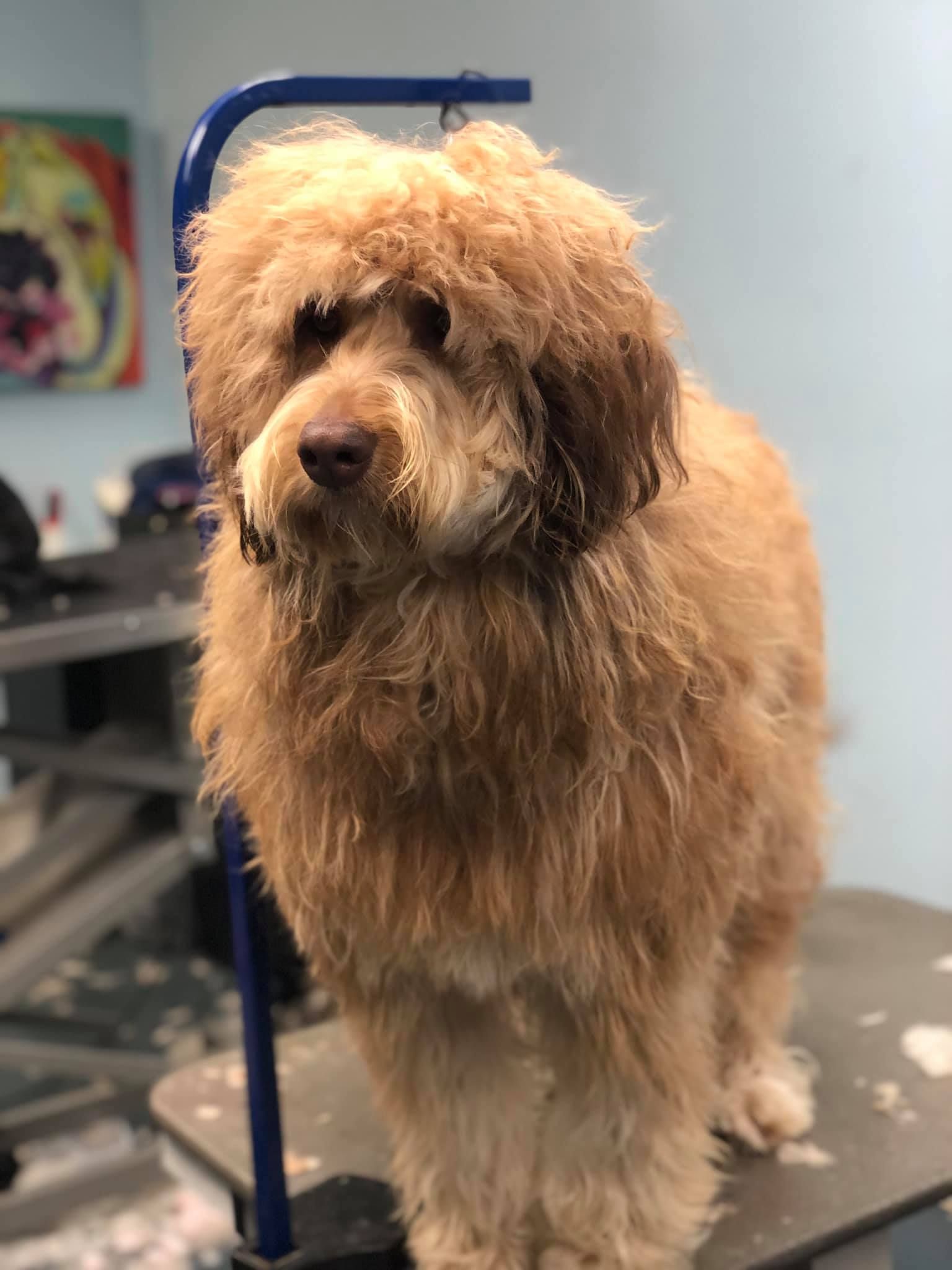 a brown dog is standing on a grooming table