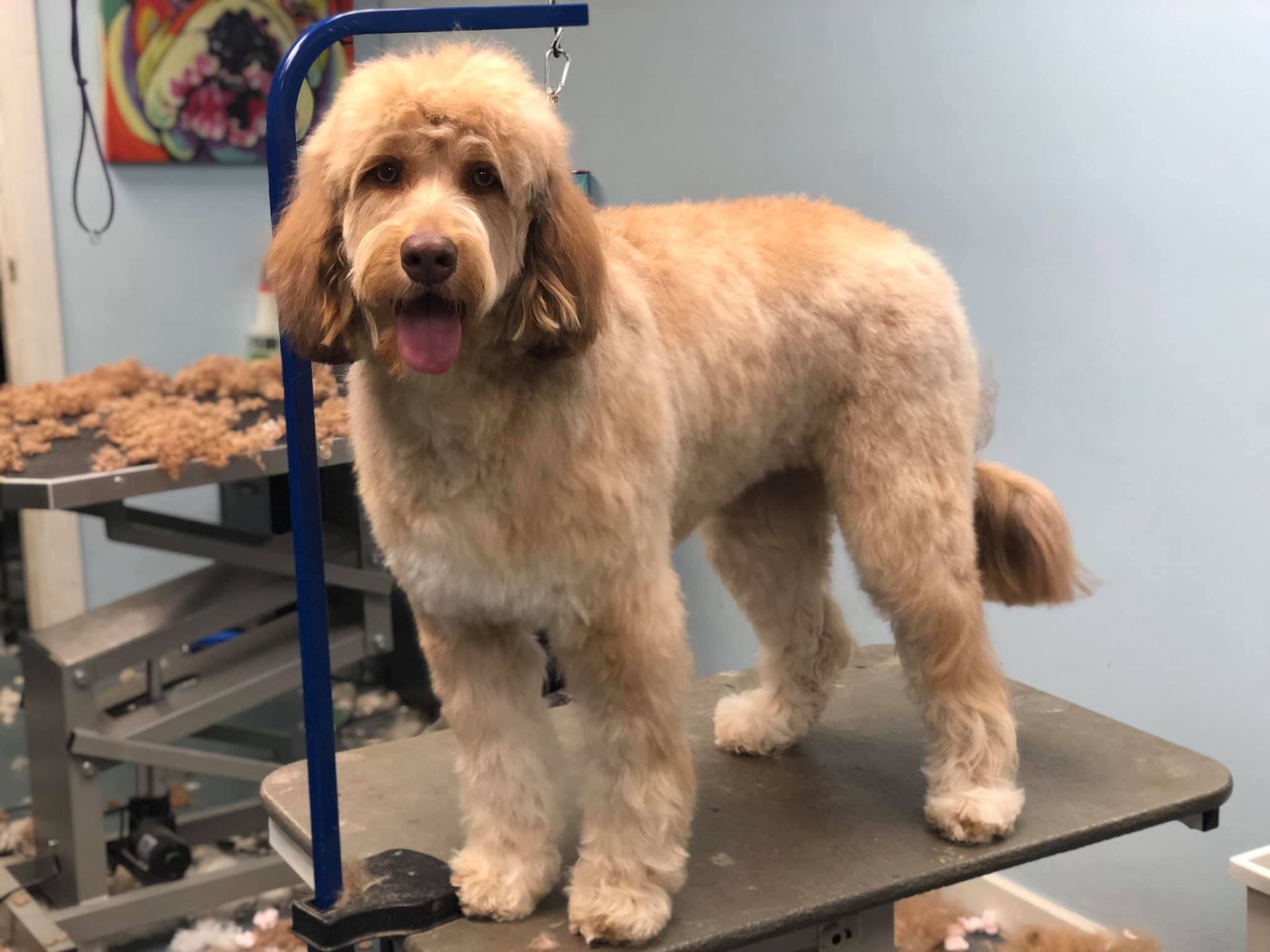 a dog is standing on top of a grooming table