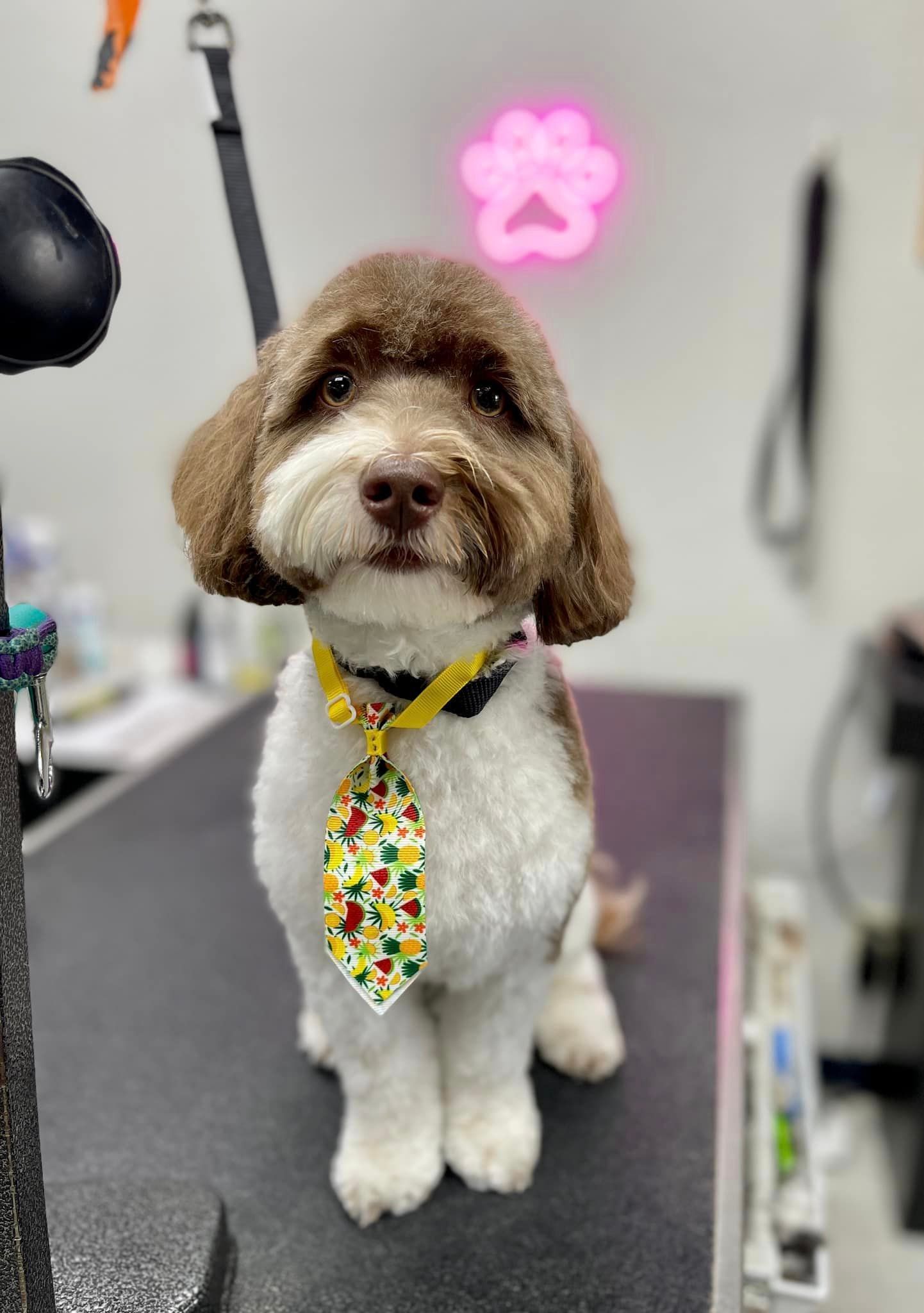 a brown and white dog wearing a tie is sitting on a grooming table