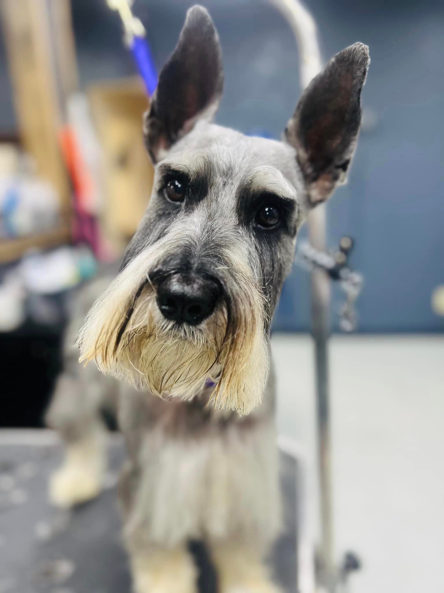 a schnauzer dog with a beard is standing on a table and looking at the camera