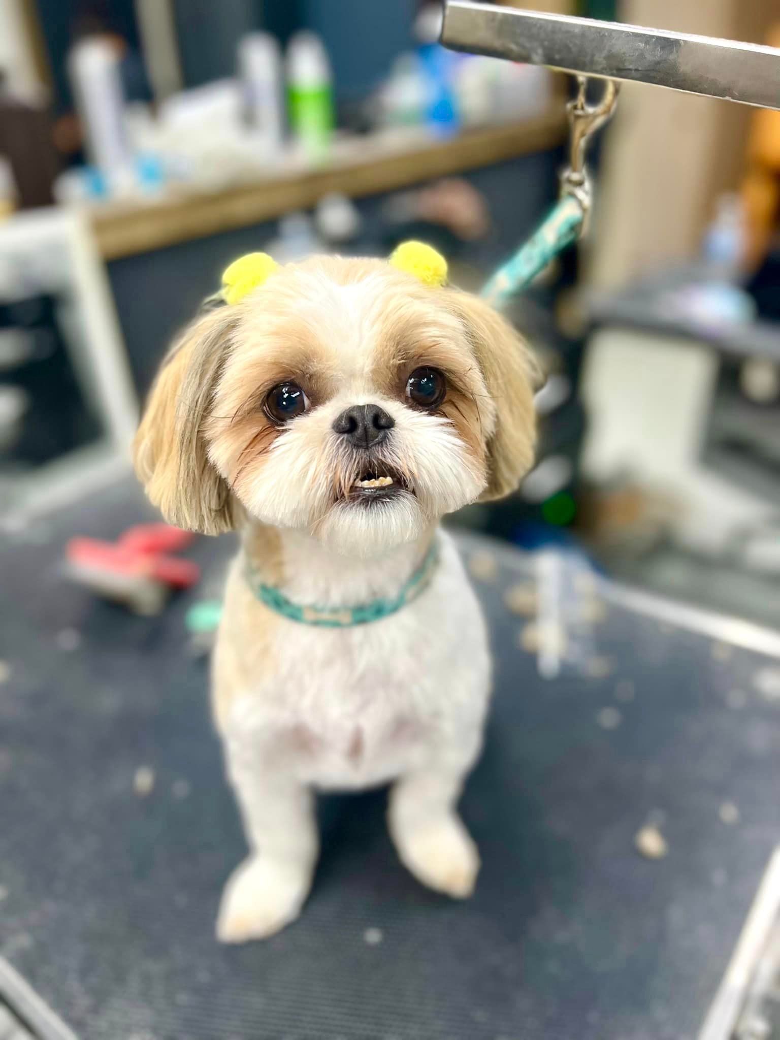 a small dog is standing on a grooming table