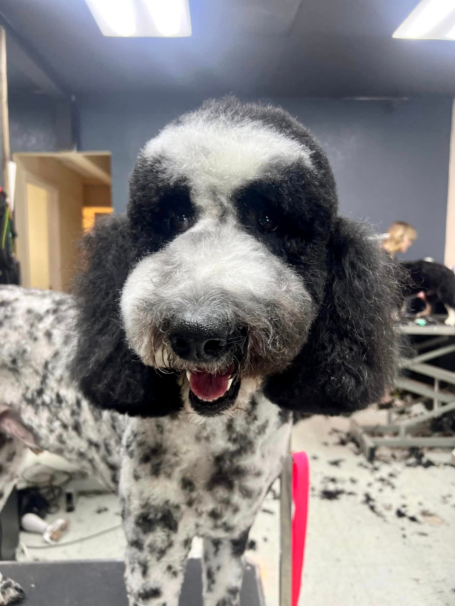 a black and white poodle is standing on a grooming table