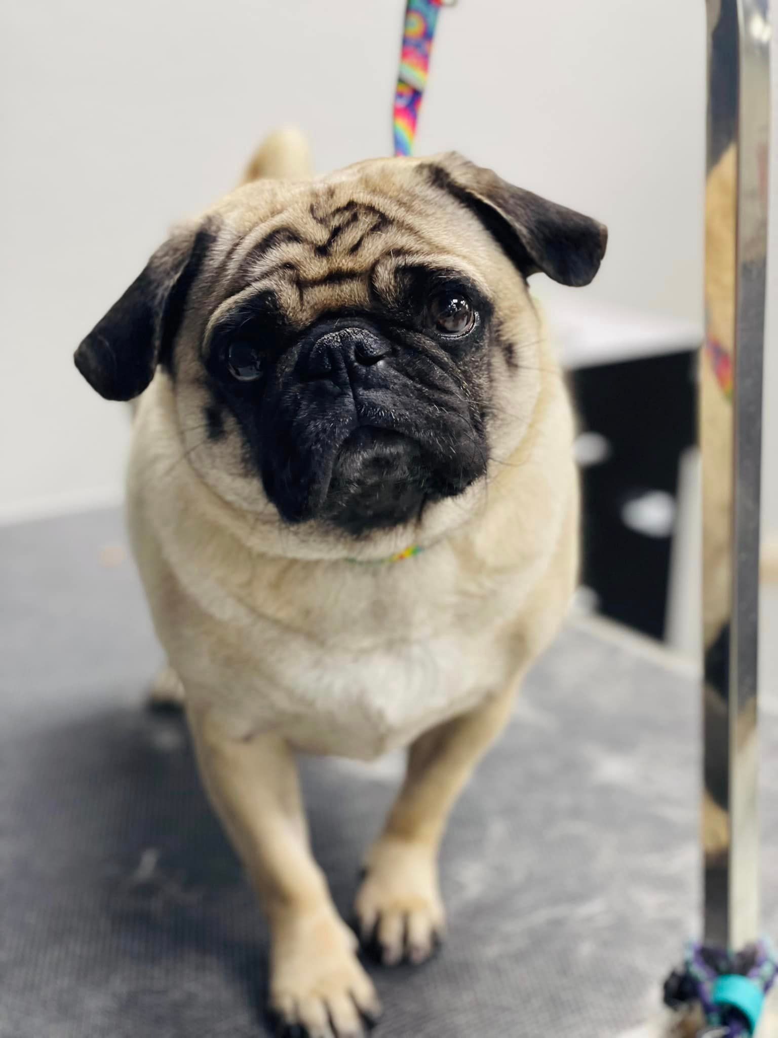 a pug dog is standing on a table and looking at the camera