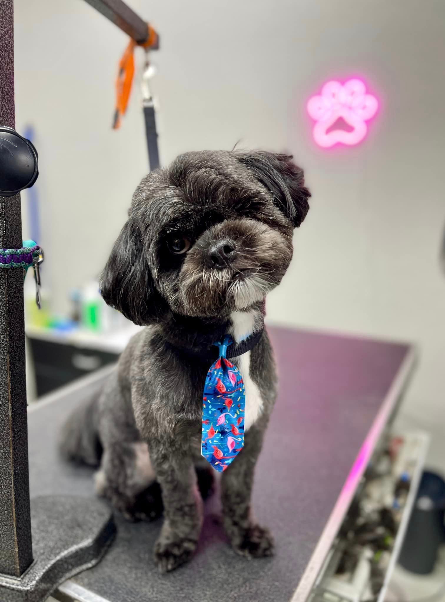 a small black dog wearing a blue tie is sitting on a grooming table