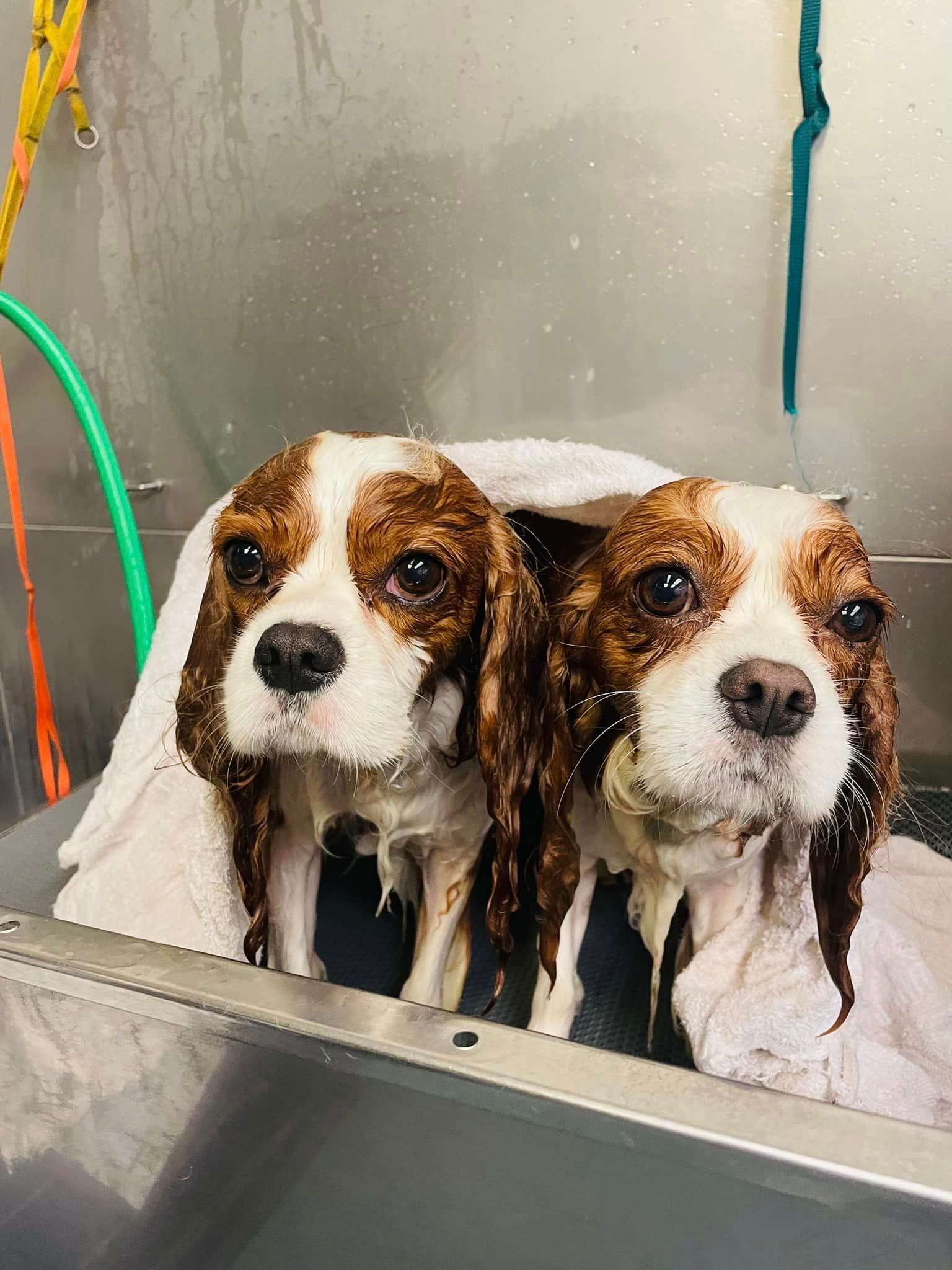 two brown and white dogs are taking a bath in a sink