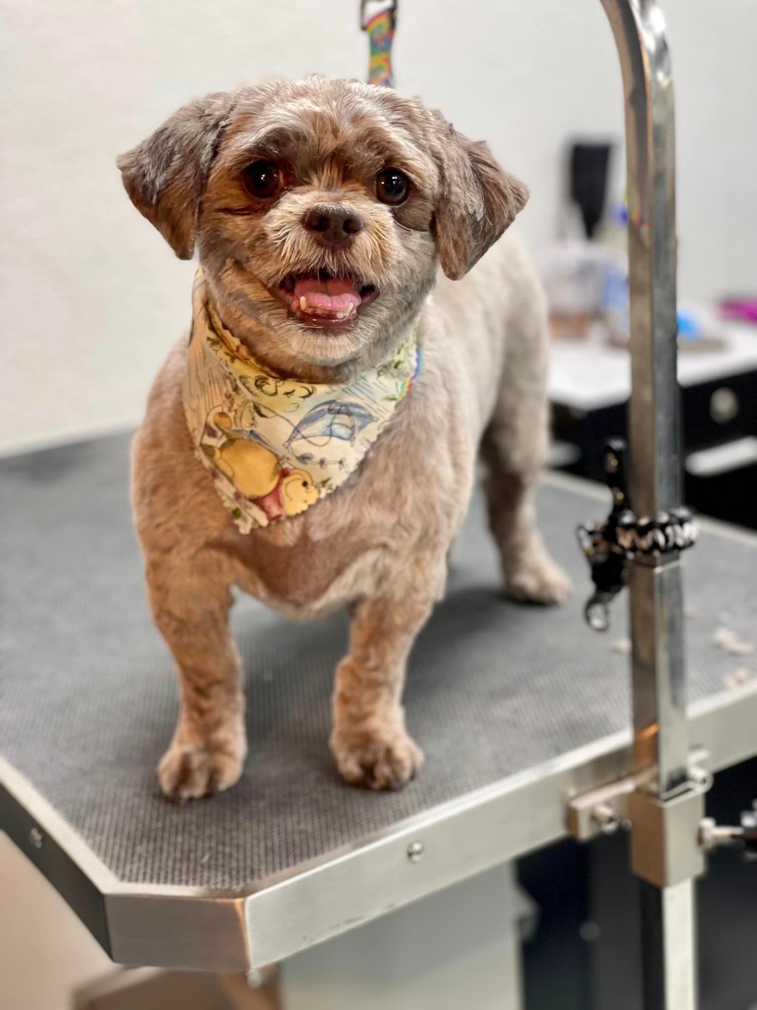a small brown dog wearing a bandana is standing on a grooming table