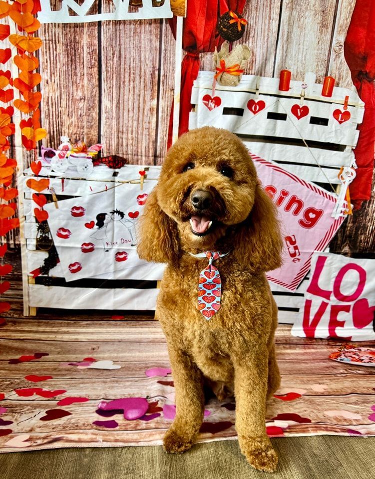 a brown poodle wearing a tie is sitting in front of a valentine 's day backdrop