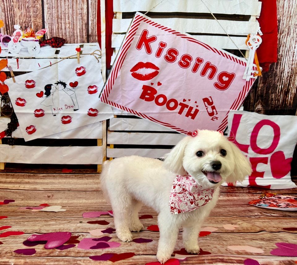 a small white dog is standing in front of a kissing booth