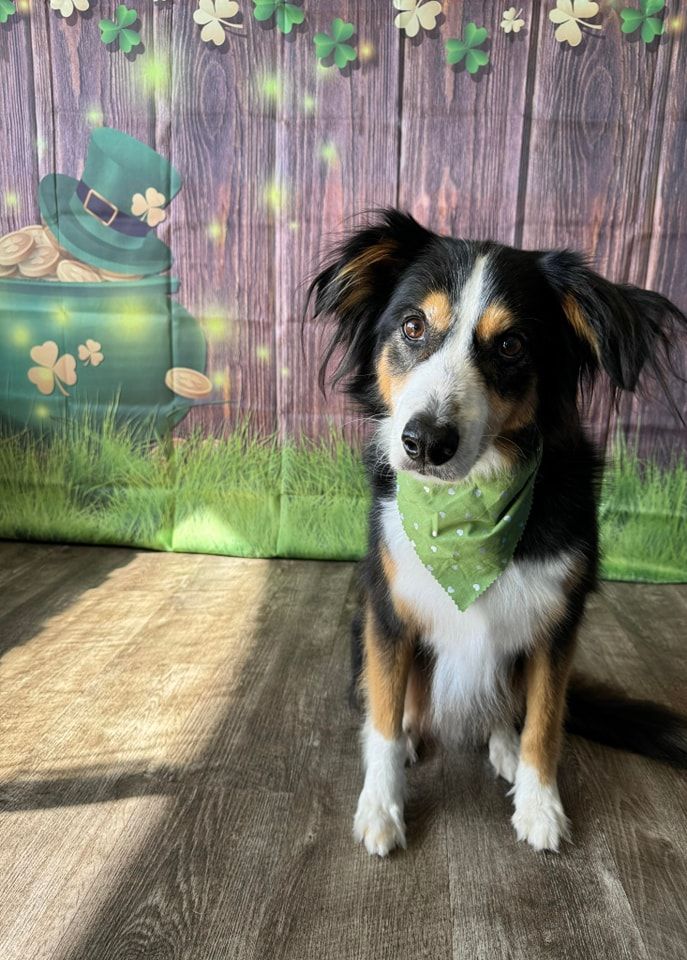 a small dog wearing a green bandana is standing in front of a wooden wall