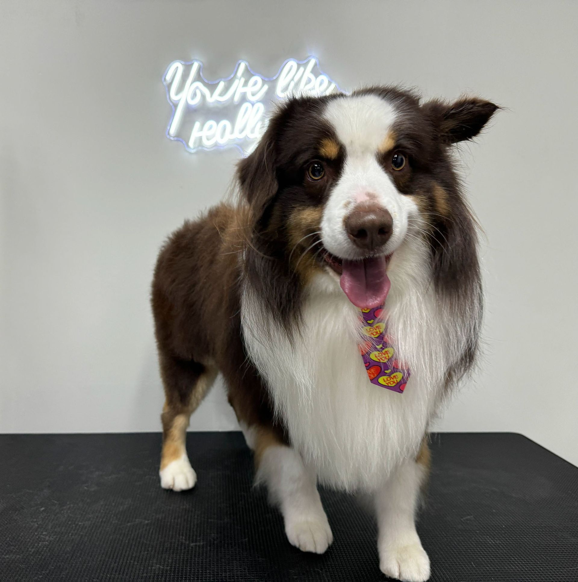 a brown and white dog wearing a tie is standing on a table