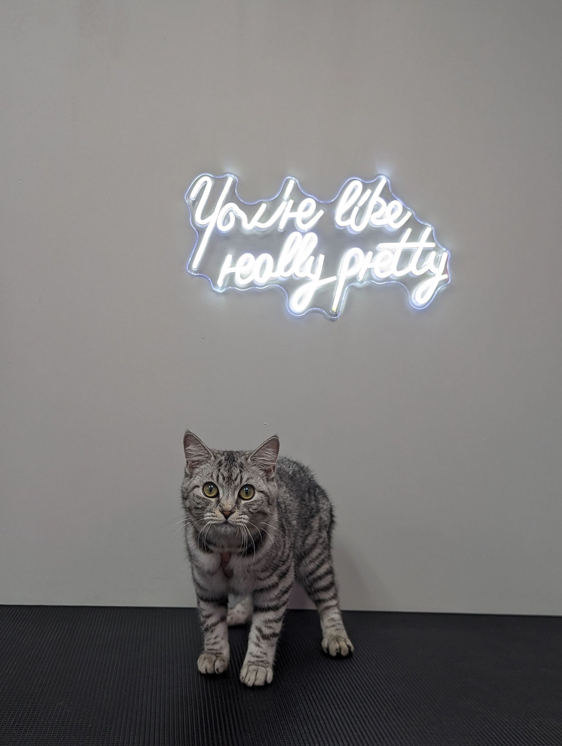 a cat is standing in front of a neon sign