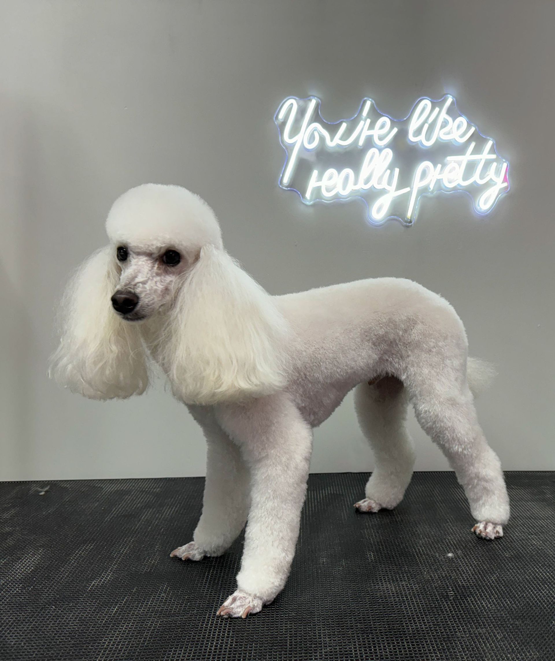 a white poodle is standing on a table next to a neon sign