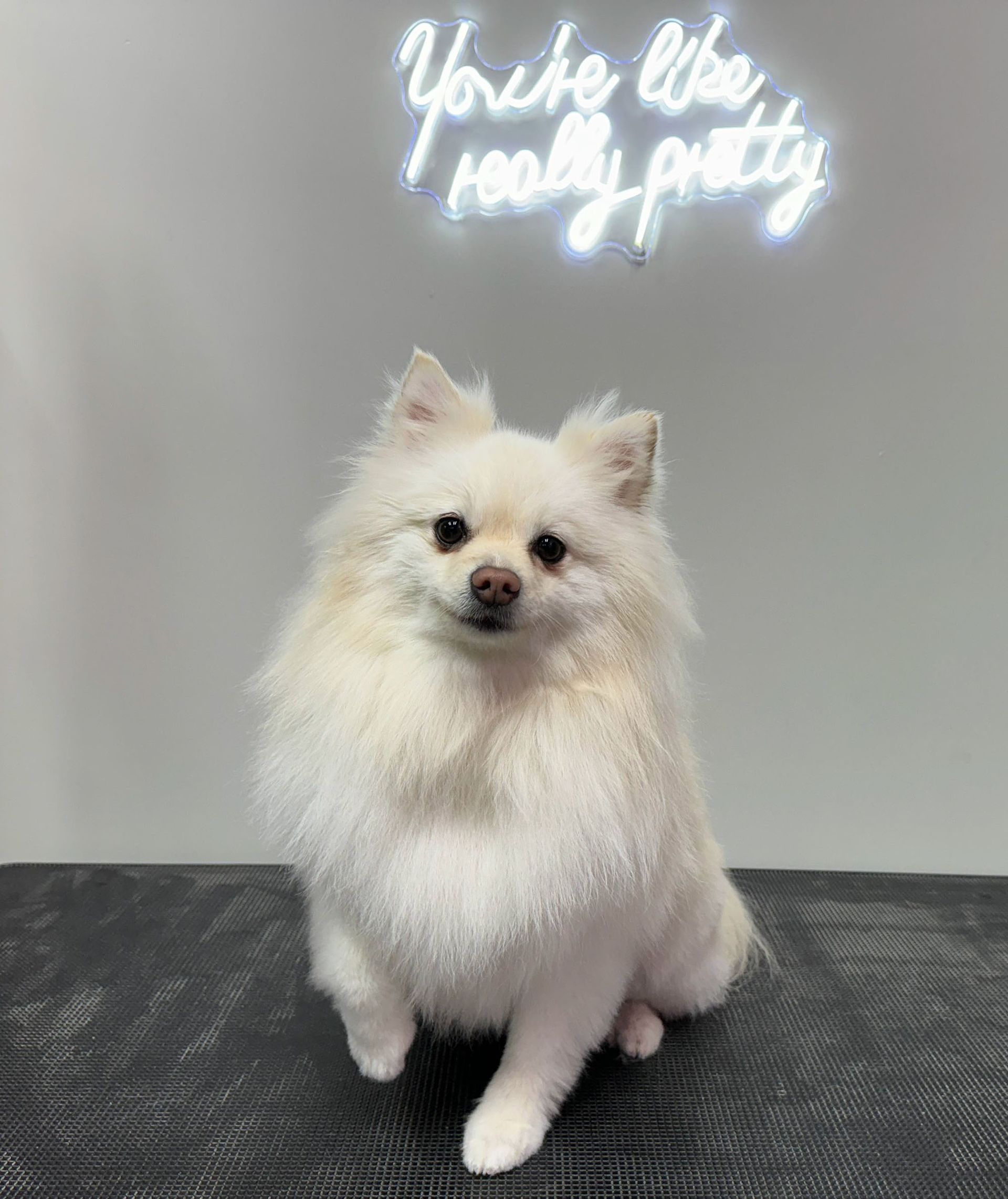 a white pomeranian dog is sitting on a table in front of a neon sig