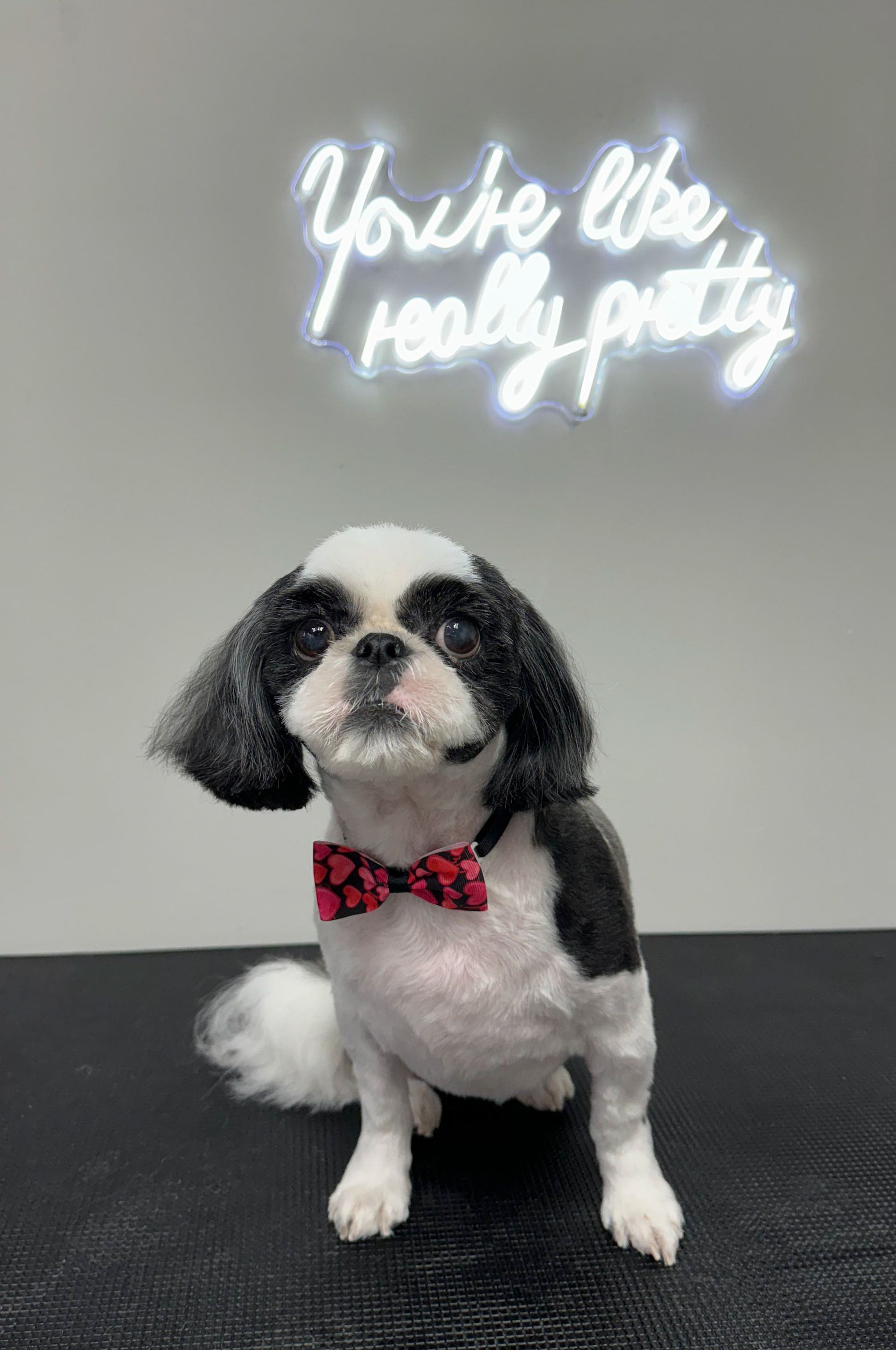 a black and white dog wearing a bow tie is sitting on a table