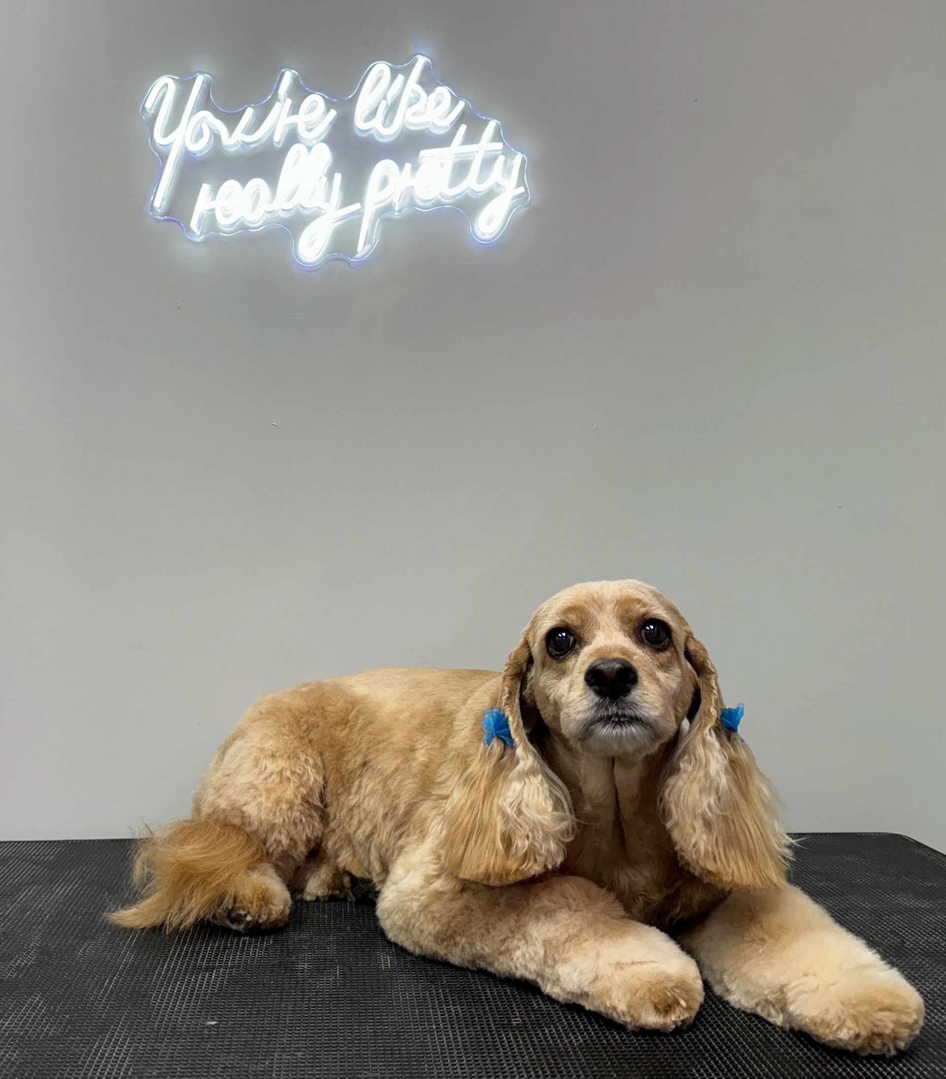 a cocker spaniel is laying on a table under a neon sign
