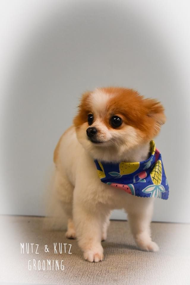a pomeranian dog wearing a bandana is standing on a carpet