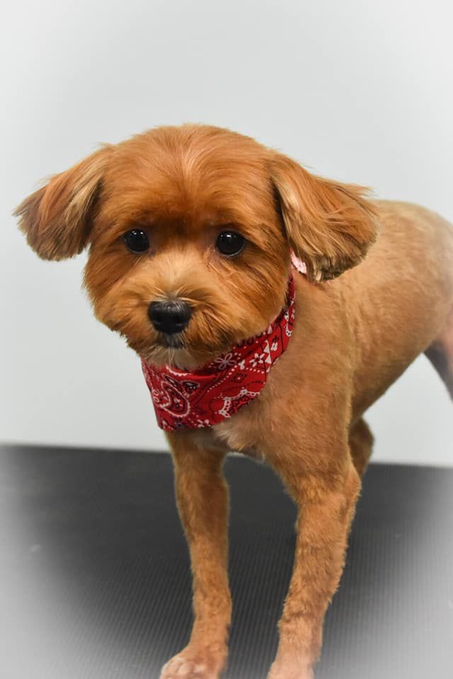 a small brown dog wearing a red bandana is standing on a table