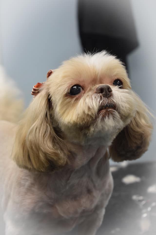 a small brown and white dog is sitting on a table and looking up