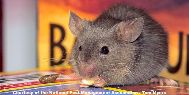 A mouse is eating a piece of food from a box.