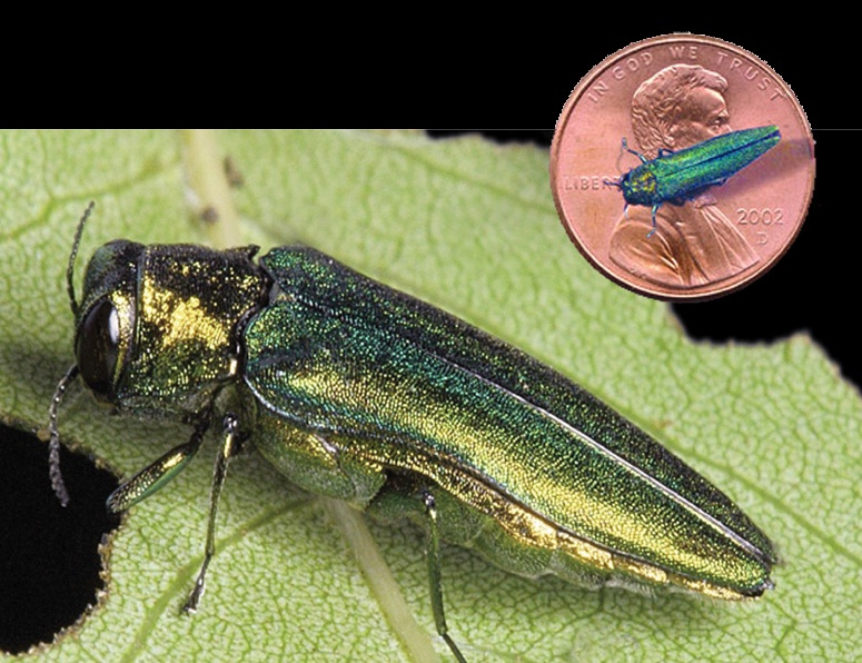 pest-prevention-solutions