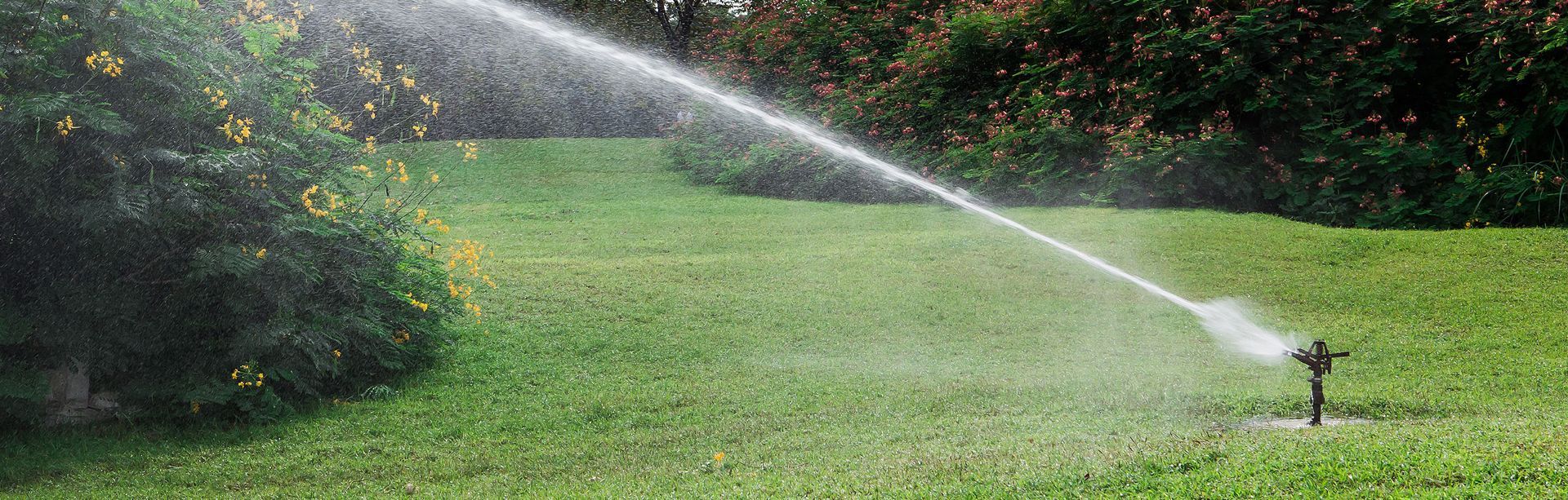 A sprinkler sprays a stream of water across a vibrant green lawn in a garden