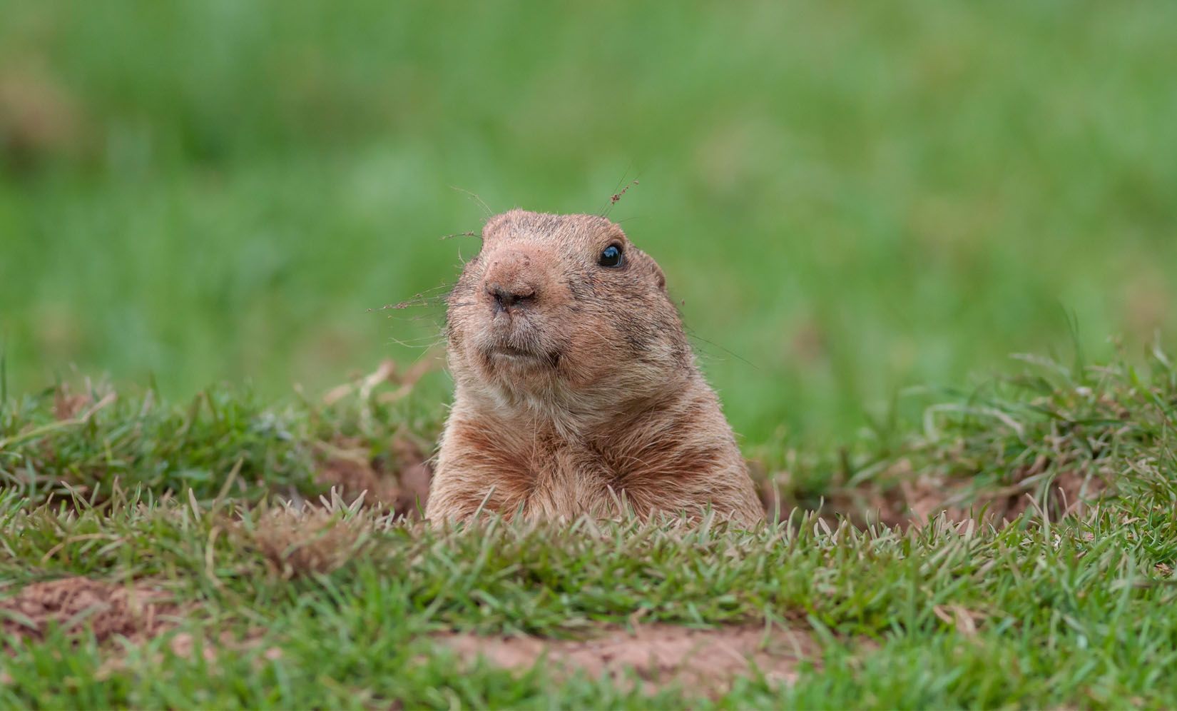 A gopher is looking out of a hole in the grass.