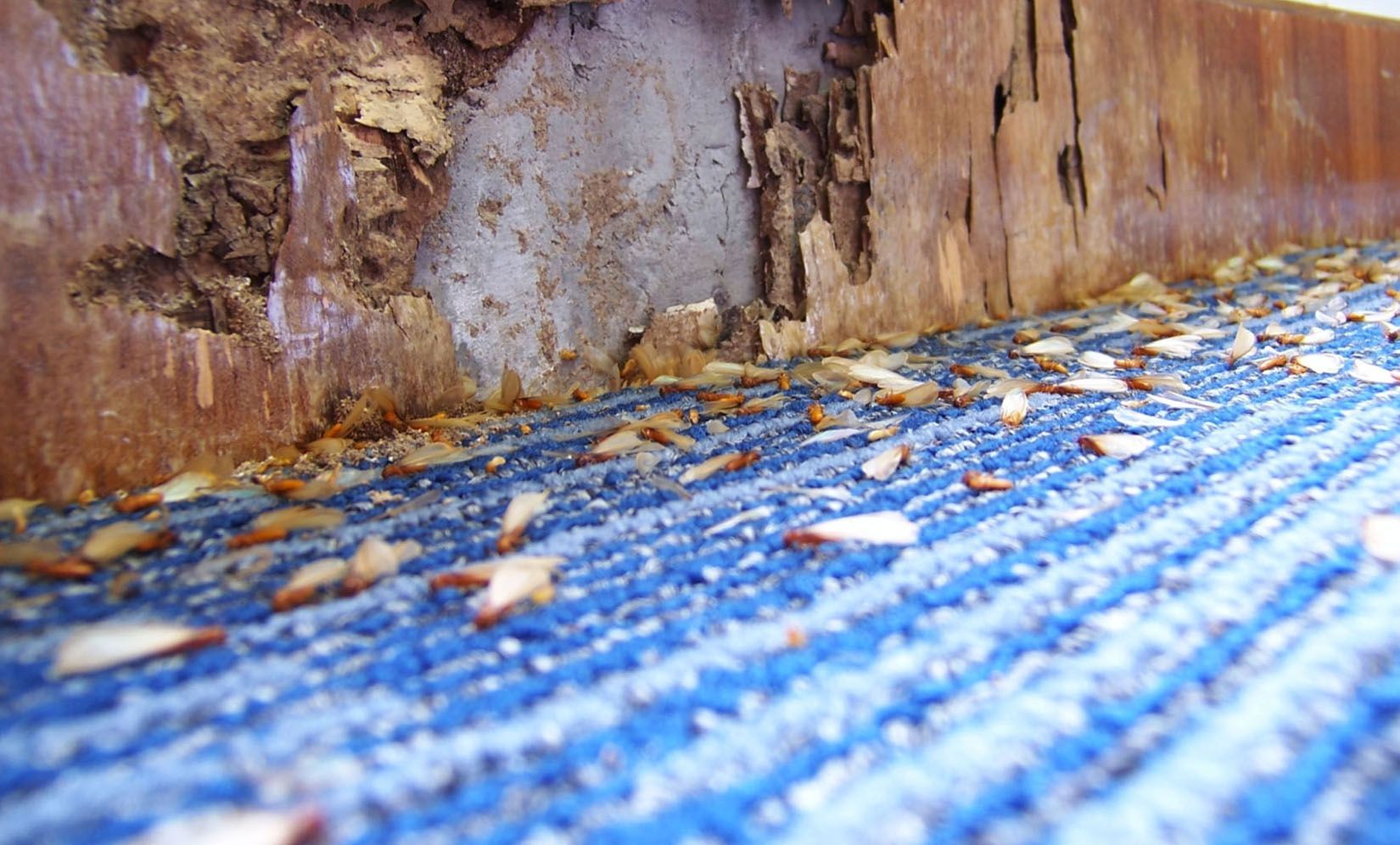 Termites are eating a piece of wood on a blue carpet.