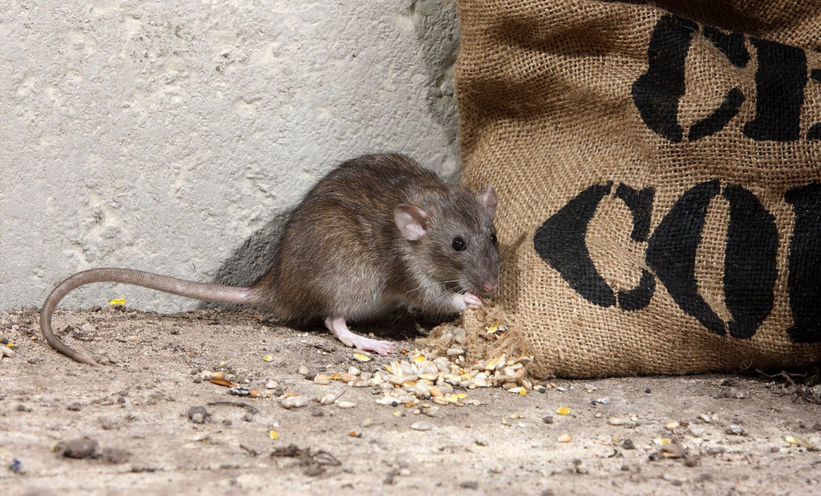 A mouse is eating from a bag of corn on the ground.