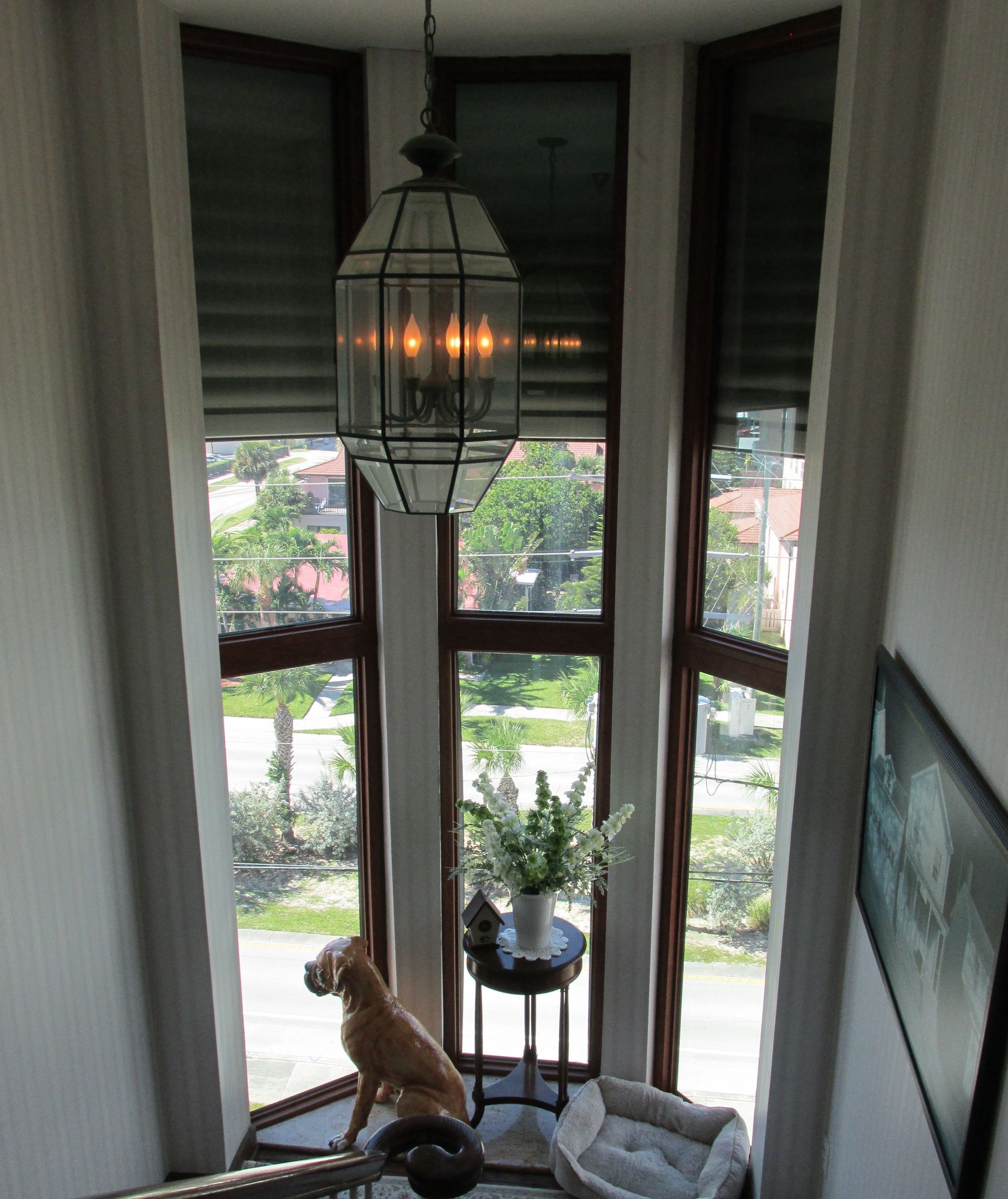 Small dog by a bay window with a hanging lantern and a potted plant, looking outside