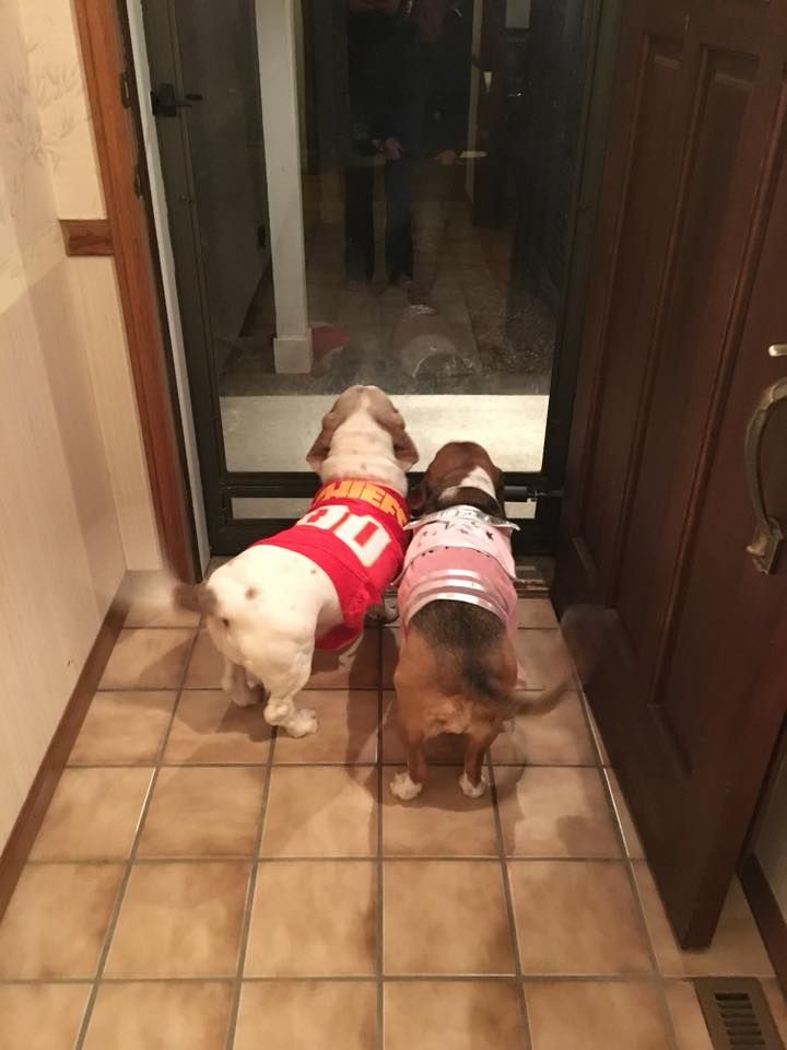 Two dogs, wearing shirts, looking out a glass door. Brown and white tiled floor.