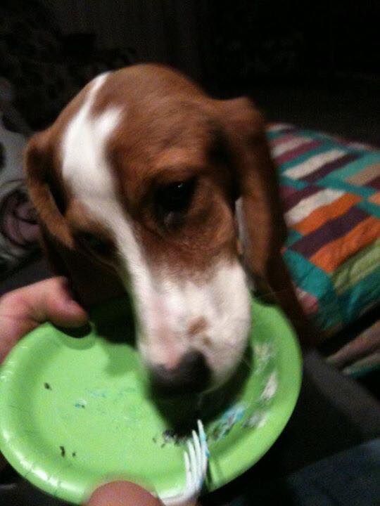Brown and white dog reaching for food on a green plate, held by a person.