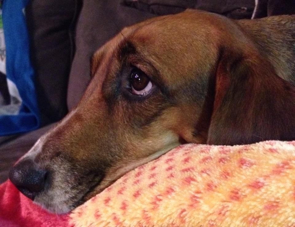 Brown and white dog with sad eyes resting on a patterned blanket.