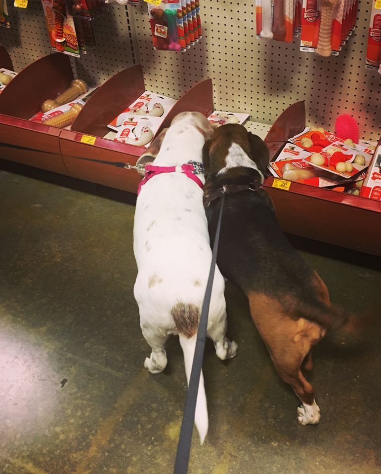 Two dogs looking at pet toys on a store shelf. One white with brown spots, the other brown and black.