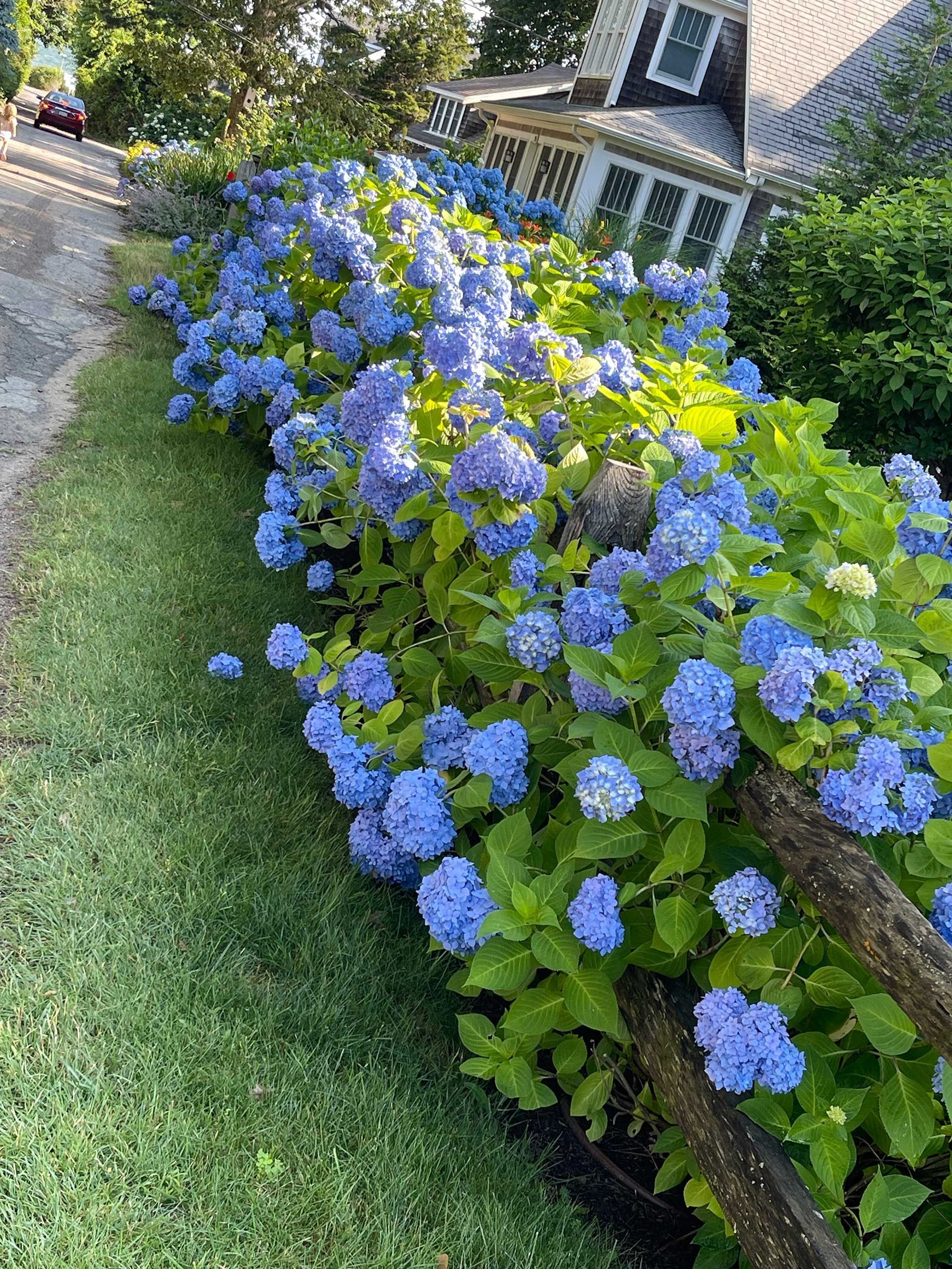 a row of blue flowers growing on a fence in front of a house