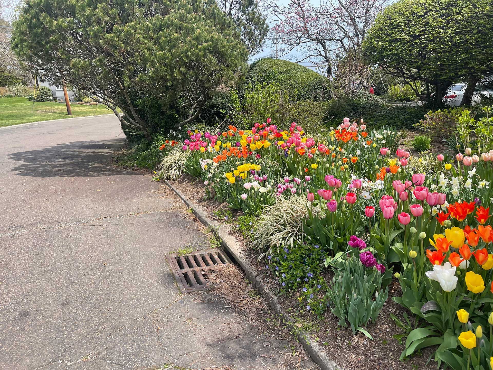a garden filled with lots of colorful flowers along the side of a road