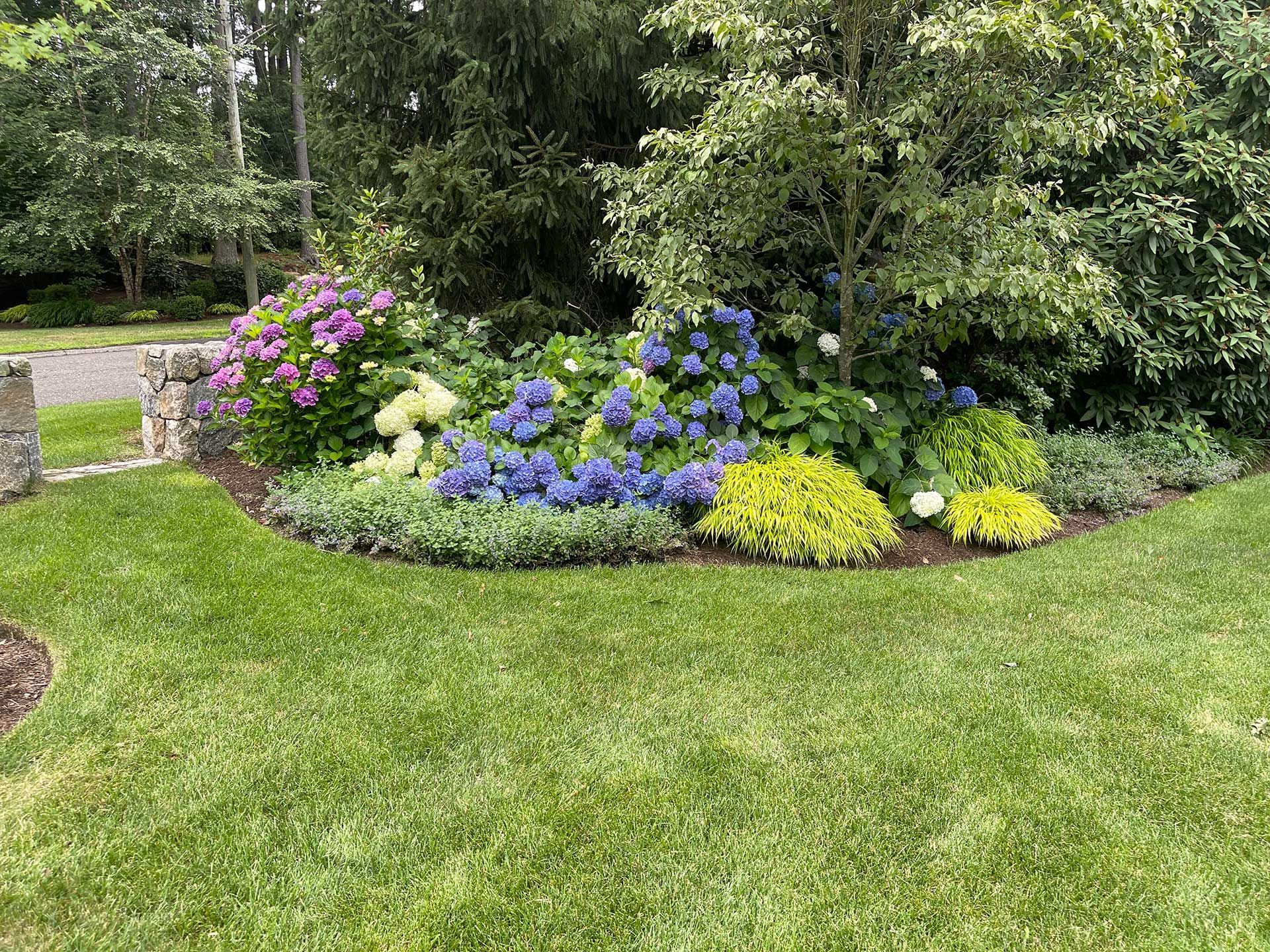 a lot of different types of flowers in the garden