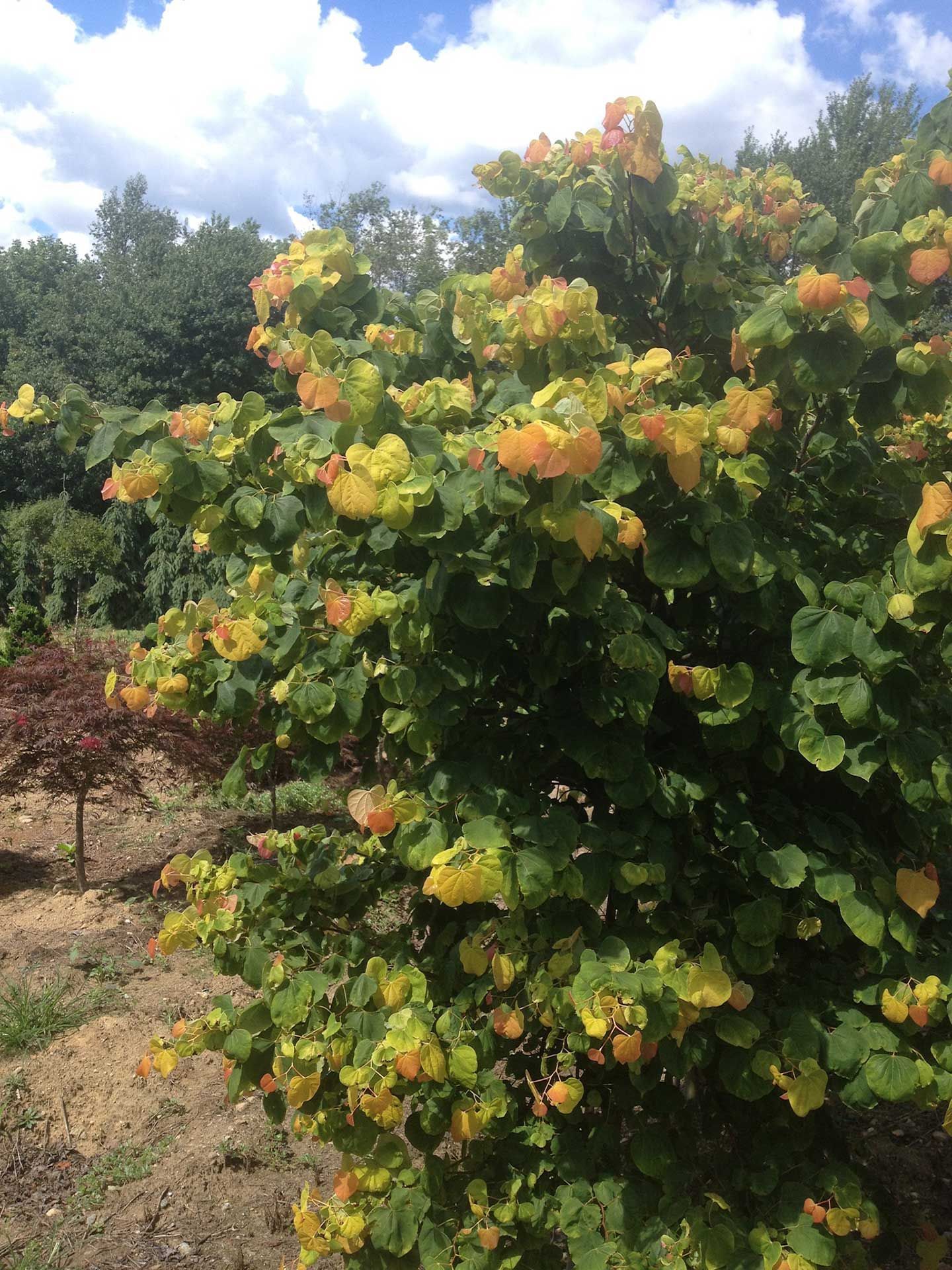 a bush with yellow flowers and green leaves in a field