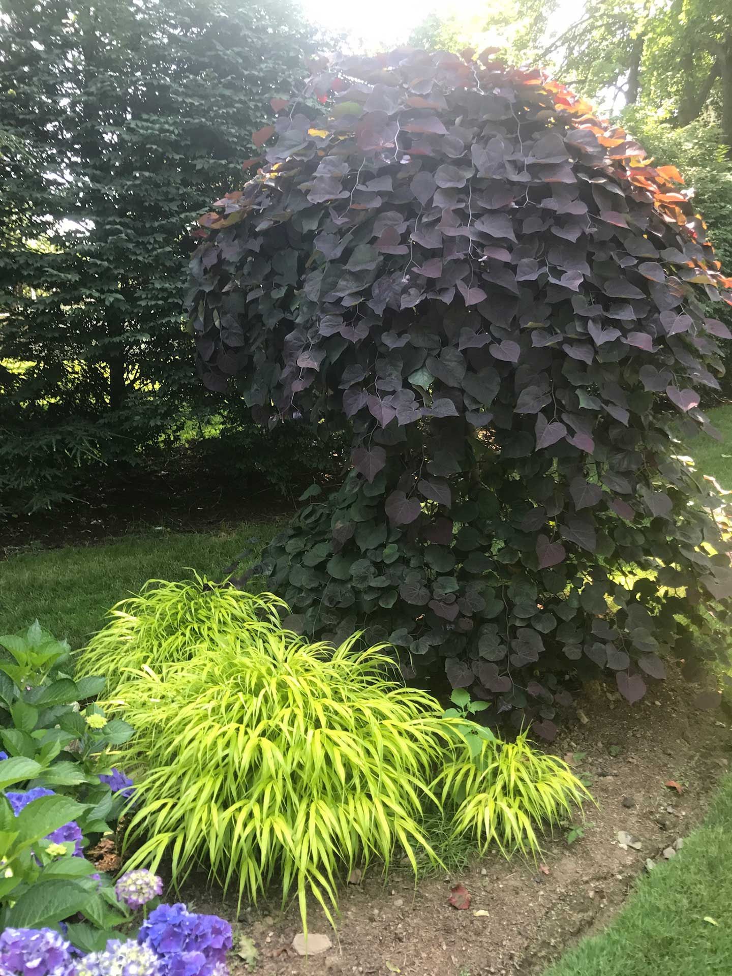 a bush with purple leaves is surrounded by other plants in a garden