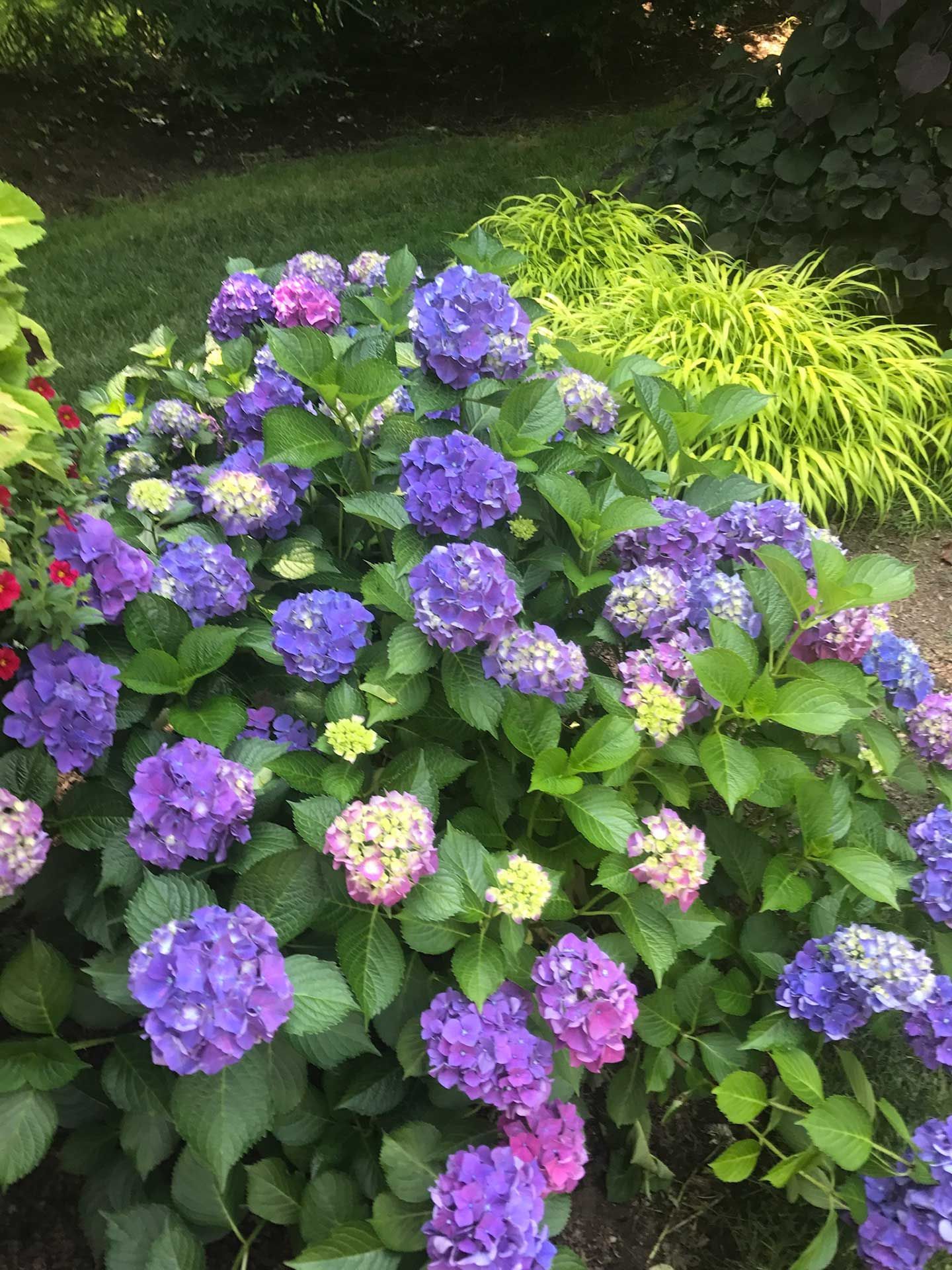 a bush with purple and pink flowers and green leaves in a garden