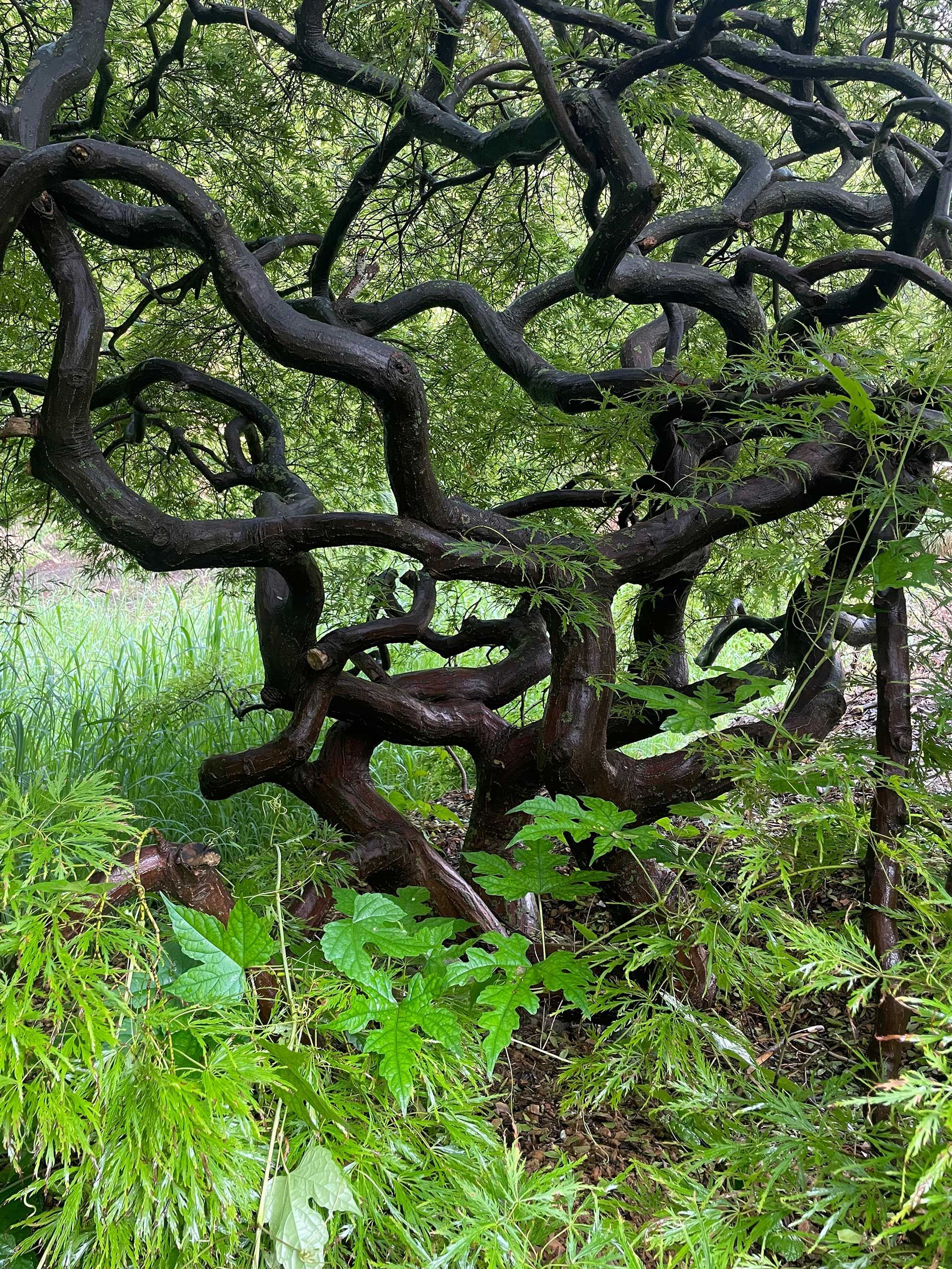 a tree with a lot of branches and leaves in a forest