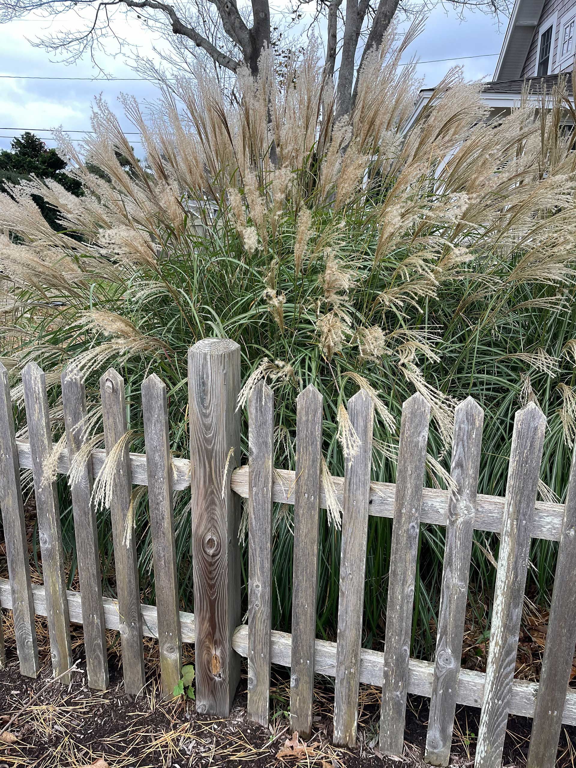 a wooden picket fence with a bush in the background