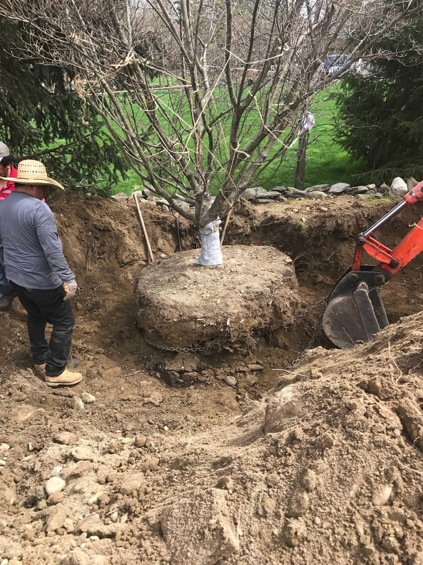 a man is standing in the dirt next to a large tree